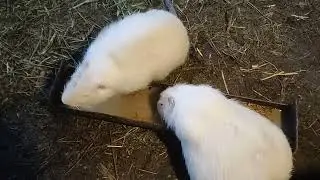 Сено , как формировать семью нутрий , самцы на племя!!!