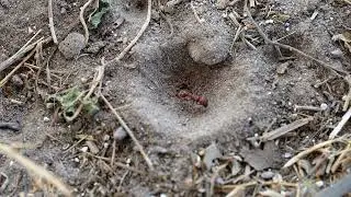 Red Harvester Ant Looks for an Escape Path in Antlion Hole South Texas 4K 60 FPS