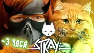 Stray - [Стрим] - Нарезка - БесПолезный