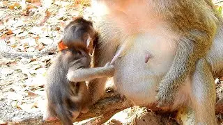 Very funny baby monkey pulling milk of mom