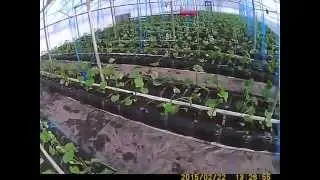 22 февраля высадка рассады огурцов в теплые грядки.