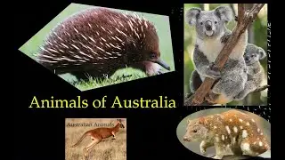 Wild Australian Animals l Wild life of Australia l Animals of Australia