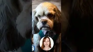 When a dog's life shows true leadership... #dogs #nft #shorts