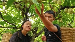 Gift from nature: Harvesting a season of super sweet custard apples/ SUNG A PAO HG