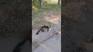 Встреча с котейкой 🐈