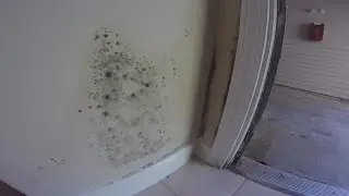 Triad mans apartment covered in mold due to water leak in ceiling: 2 Wants to Know