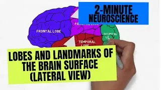 2-Minute Neuroscience: Lobes and Landmarks of the Brain Surface (Lateral View)