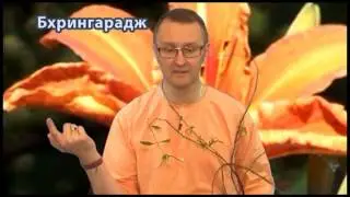 Аюрведа и волосы (Р.Грислис о Бхрингарадже)