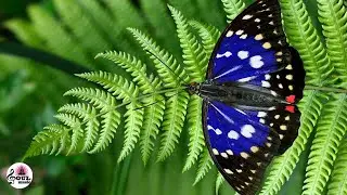 🦋 Beautiful Butterflies and Flowers Relax Music, Meditation Clam Music, Study, Butterfly Garden🎼