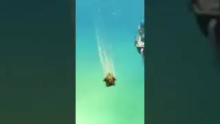 Bye cow 
