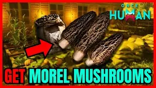 How To Get MOREL MUSHROOMS In Once Human (FULL GUIDE)