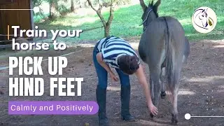 How to train your horse to pick up hind feet calmly and positively