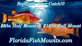 Hogfish Fish Mount Replicas - Custom Fiberglass Fish Replicas by Florida Fish Mounts