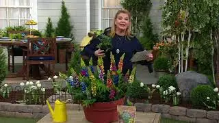 Robertas 6-Piece Tutti Frutti Lupines Live Plants on QVC