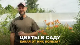 КАКИЕ ЦВЕТЫ ПОСАДИТЬ В ОГОРОДЕ? Сажаем не только для красоты, но и с пользой для участка!