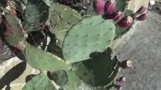 Юлия Славянская Пробудись душа