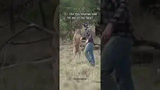 Offended kangaroo after the punch💀 