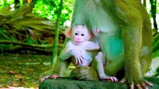 I/nnocent Baby Monkey Left Without N/ourishment by Mother