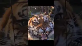 not all animals are cuddle material #creepy #scary #wild #cats #dominant #predator #apex