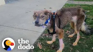 This Dog Was So Skinny He Couldn't Even Stand Up But Now... | The Dodo