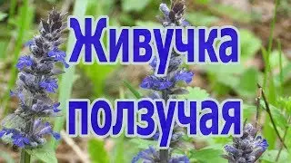 Растение живучка ползучая (Ajuga reptans), лечебные свойства, описание, выращивание цветов Аюга.