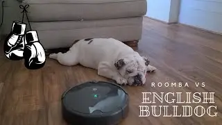 Dog VS Roomba!