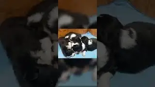 Kisses of Angel Mackenzie-Frank 17 days