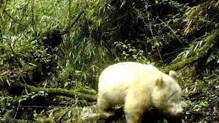 La prima immagine di un panda gigante albino, scattata da una fototrappola nella foresta