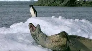 The Sea Leopards Deadly Hunt in the Antarctic Ocean