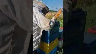 Мёд есть, цены нет 25. Juli 2024