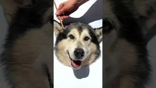 КАК НАРИСОВАТЬ СОБАКУ 😎 I DRAWING A DOG