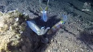 Night diving in Dahab at Lighthouse Diving in Egypt