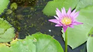 Субботний Стих - Слышишь, сердце, не сходи с ума!