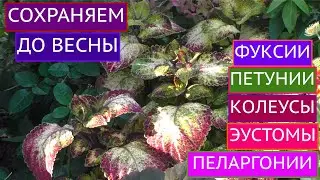 КАК СОХРАНИТЬ  НАШИ ЛЮБИМЫЕ ОДНОЛЕТНИКИ ЗИМОЙ, ОСНОВНЫЕ ПРАВИЛА!!