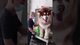 Огромный маламут!                      #маламут#большаясобака
