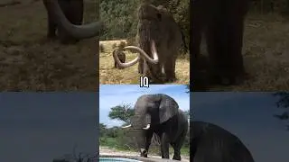 Mammoth VS Elephant