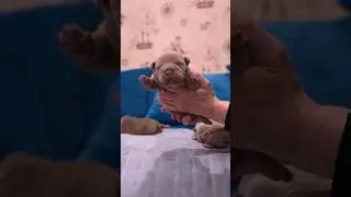 Щенки американского булли от крупнейшего кобелями Максимуса 💪🏻 Кому одного?!