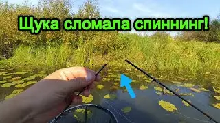 ЩУКА СЛОМАЛА СПИННИНГ!! Рыбалка на спиннинг. Рыбалка на Березине.