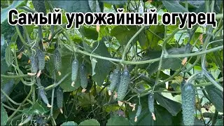ТАКОГО ВЫ ЕЩЕ НЕ ВИДЕЛИ .Этот огурец завалит вас урожаем. САМЫЙ УРОЖАЙНЫЙ ОГЦРЕЦ .