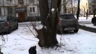 Собака, лазающая по деревьям