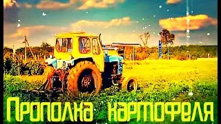 Трактор ЮМЗ окучивает картофель Пропалывает картошку Полоть картошку potato 