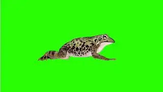 Toad, frog crawls 🐸 | green screen | footage | Animation | Download | №310