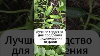 Лучшее средство как продлить плодоношение огурцов!  