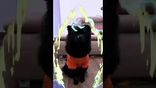 VOCÊ PEGOU MINHA COMIDA 