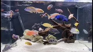 2 Hours Relaxing Aquarium Fish Tank Sleep Sounds ~ WITH MUSIC
