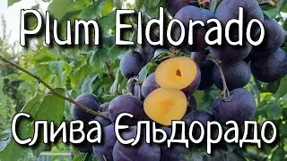 Слива Диплоїдна Єльдорадо.Чудовий сорт для комерції.