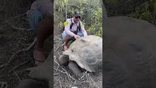 Слоновая черепаха🐢