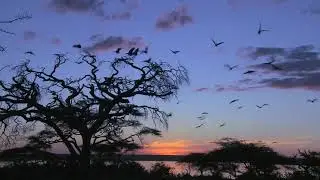 a large flock of birds flies from an acacia tree on the plains of africa sdnd0lyi