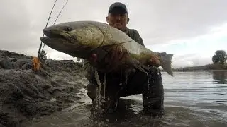 How To Fillet & Package a Wild King Salmon (Chinook)