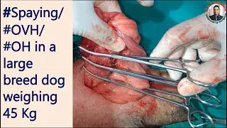 #Spaying or #OVH in large breed dog weighing 45 kg//How to perform sterilization of large breed dog